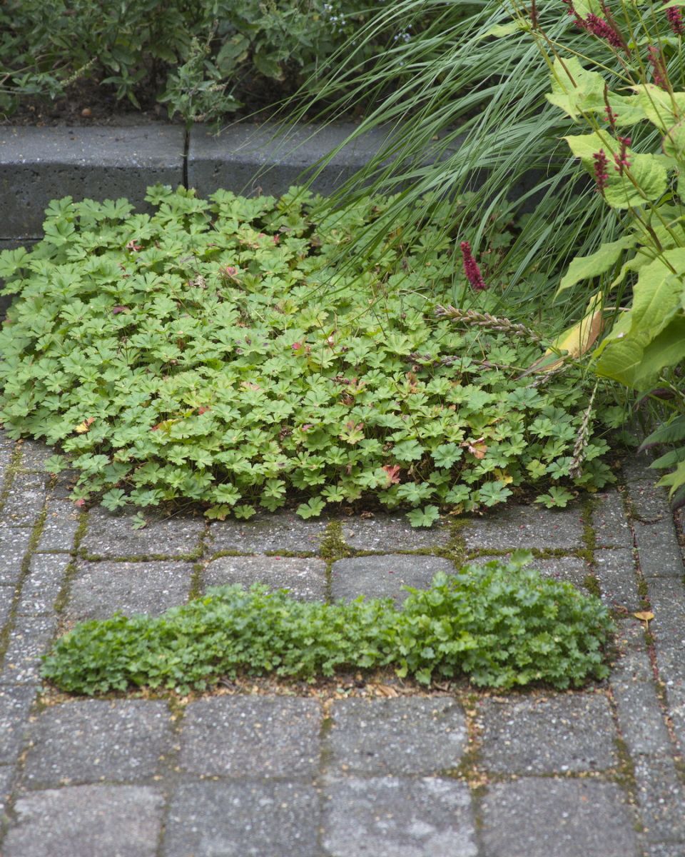 Stenen vervangen door Geranium cantabrigiense - foto Anneke Beemer