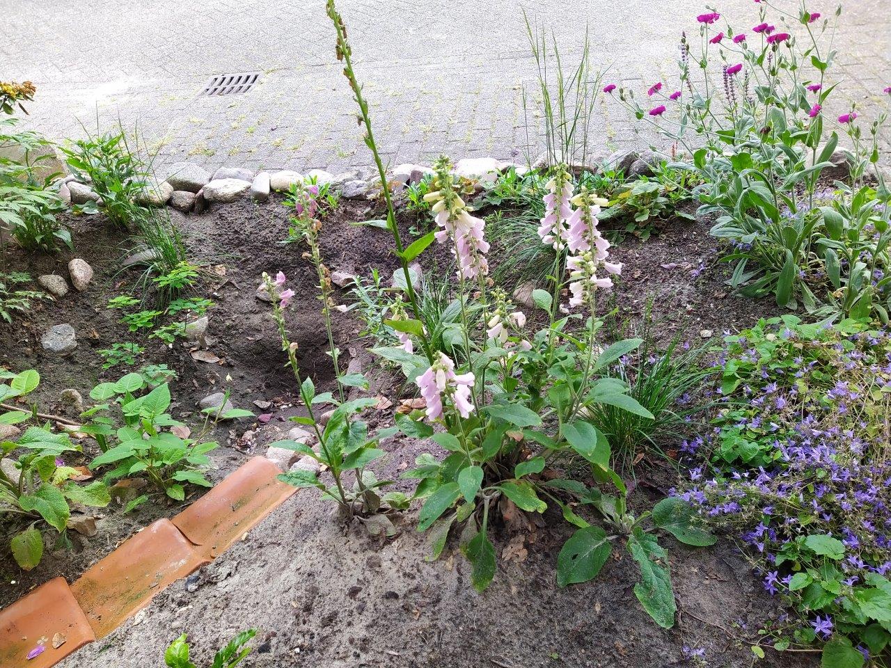 wadi met beplanting De Vier Akkers wadi met beplanting De Vier Akkers