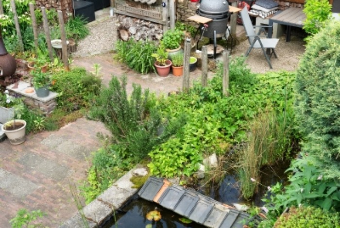 Dakboom, schaduw in tuin, plant een boom